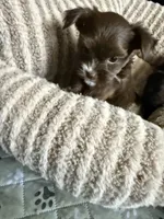 Kisses, a female Yorkshire Terrier for sale in Morrisville, PA – 3 of 5