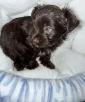 Zorru, a male Yorkshire Terrier for sale in Morrisville, PA – 4 of 9