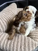 Cookies & Cream , a male Yorkshire Terrier for sale in Morrisville, PA – 4 of 10