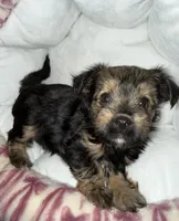 Eclipse , a female Yorkshire Terrier for sale in Morrisville, PA – 7 of 10