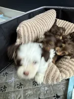 Cookies & Cream , a male Yorkshire Terrier for sale in Morrisville, PA – 8 of 10