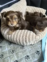 Twix, a male Yorkshire Terrier for sale in Morrisville, PA – 3 of 7