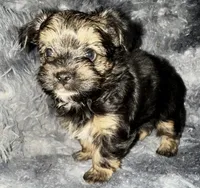 Dash, a male Yorkshire Terrier for sale in Morrisville, PA – Photo 5 of 6