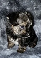 Dash, a male Yorkshire Terrier for sale in Morrisville, PA – Photo 2 of 6