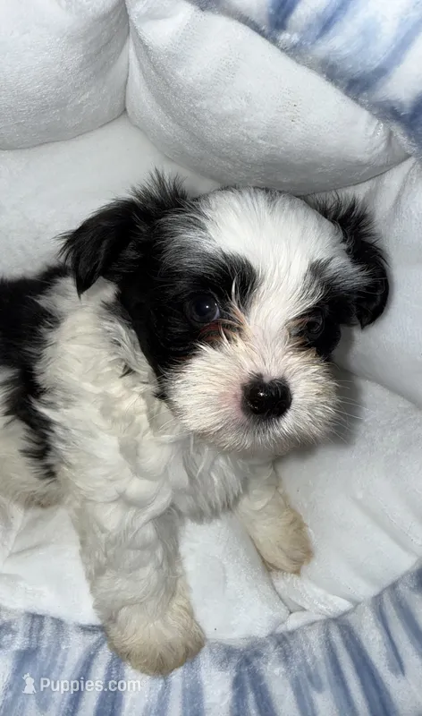 Koa – Yorkshire Terrier puppy for sale in Morrisville, PA
