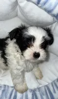 Koa, a male Yorkshire Terrier for sale in Morrisville, PA – 1 of 10