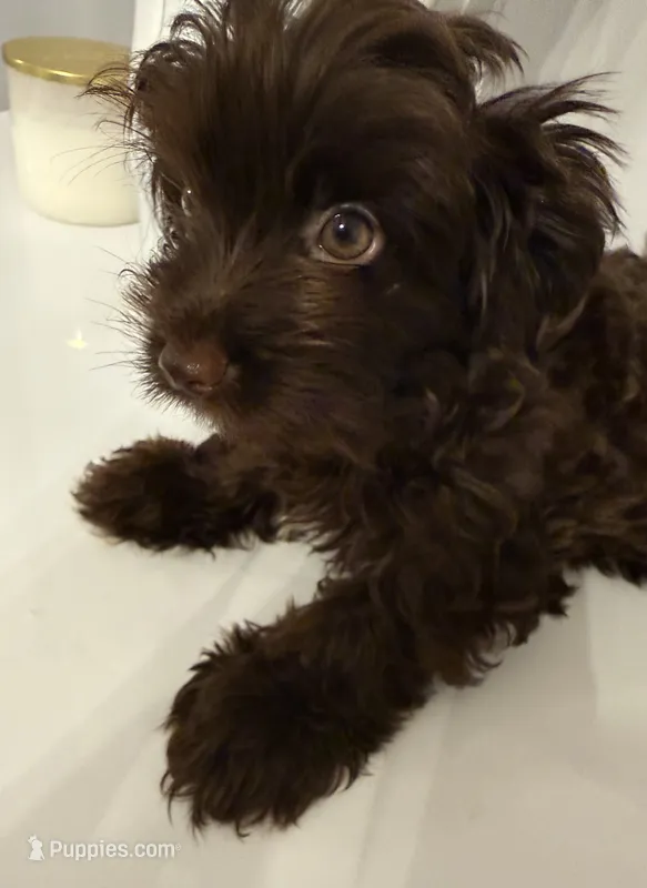 Zorru – Yorkshire Terrier puppy for sale in Trenton, NJ