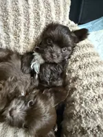Mocha, a female Yorkshire Terrier for sale in Morrisville, PA – 7 of 10