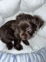 Zorru, a male Yorkshire Terrier for sale in Morrisville, PA – 6 of 9