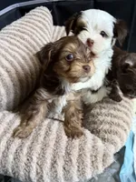 Twix, a male Yorkshire Terrier for sale in Morrisville, PA – 4 of 7