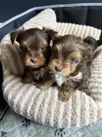 Twix, a male Yorkshire Terrier for sale in Morrisville, PA – 6 of 7