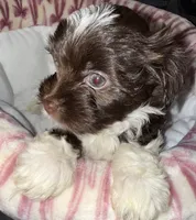 Nori, a female Yorkshire Terrier for sale in Morrisville, PA – 6 of 10