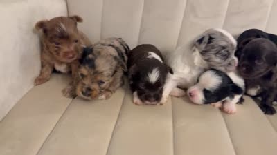 Koa, a male Yorkshire Terrier for sale in Morrisville, PA – 10 of 10