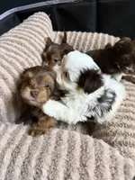 Cookies & Cream , a male Yorkshire Terrier for sale in Morrisville, PA – 10 of 10