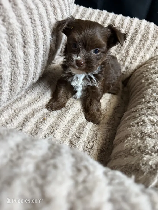 Kisses – Yorkshire Terrier puppy for sale in Morrisville, PA