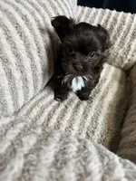 Mocha, a female Yorkshire Terrier for sale in Morrisville, PA – 6 of 10