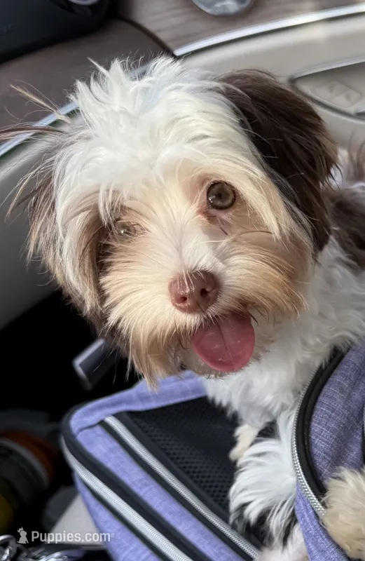 Cookies & Cream  – Yorkshire Terrier puppy for sale in Trenton, NJ