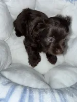 Zorru, a male Yorkshire Terrier for sale in Morrisville, PA – 3 of 9