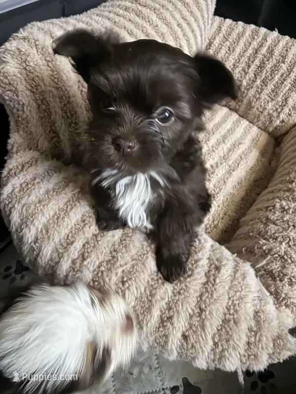 Mocha – Yorkshire Terrier puppy for sale in Morrisville, PA