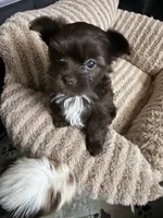 Mocha, a female Yorkshire Terrier for sale in Morrisville, PA – 1 of 10
