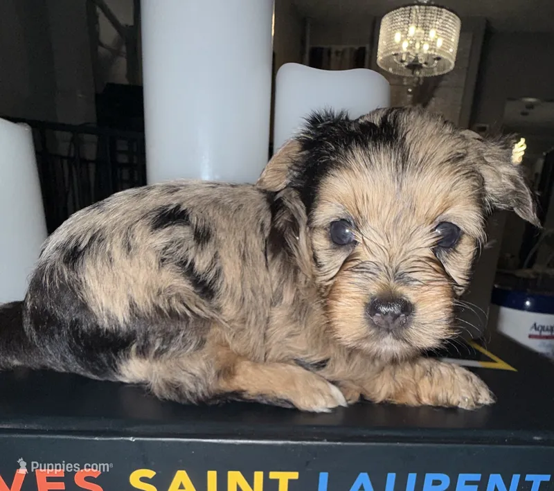 Nala – Yorkshire Terrier puppy for sale in Morrisville, PA