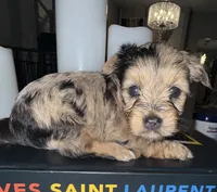 Nala, a male Yorkshire Terrier for sale in Morrisville, PA – 1 of 10