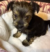 Eclipse , a female Yorkshire Terrier for sale in Morrisville, PA – 4 of 10