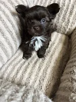 Mocha, a female Yorkshire Terrier for sale in Morrisville, PA – 5 of 10