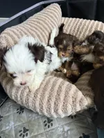 Cookies & Cream , a male Yorkshire Terrier for sale in Morrisville, PA – 9 of 10