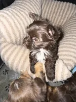 Mocha, a female Yorkshire Terrier for sale in Morrisville, PA – 3 of 10