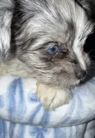 Honor, a male Yorkshire Terrier for sale in Morrisville, PA – 6 of 10