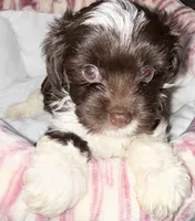 Nori, a female Yorkshire Terrier for sale in Morrisville, PA – 7 of 10