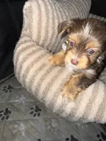 Mars, a male Yorkshire Terrier for sale in Morrisville, PA – 1 of 5