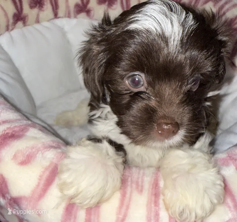 Nori – Yorkshire Terrier puppy for sale in Morrisville, PA