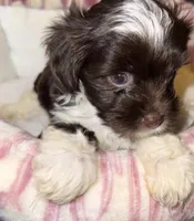 Nori, a female Yorkshire Terrier for sale in Morrisville, PA – 2 of 10