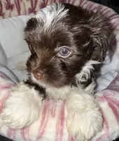 Nori, a female Yorkshire Terrier for sale in Morrisville, PA – 9 of 10