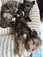 Truffle, a male Yorkshire Terrier for sale in Morrisville, PA – 3 of 5