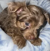 Simba, a male Yorkshire Terrier for sale in Morrisville, PA – 10 of 10