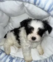 Koa, a male Yorkshire Terrier for sale in Morrisville, PA – 4 of 10