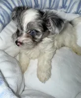 Honor, a male Yorkshire Terrier for sale in Morrisville, PA – 5 of 10