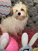 Diamond, a female Yorkshire Terrier for sale in Morrisville, PA – Photo 2 of 10