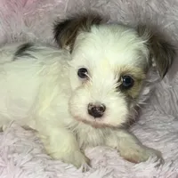 Diamond, a female Yorkshire Terrier for sale in Morrisville, PA – Photo 7 of 10