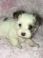 Diamond, a female Yorkshire Terrier for sale in Morrisville, PA – Photo 1 of 5