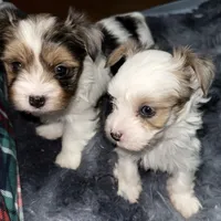 Diamond, a female Yorkshire Terrier for sale in Morrisville, PA – Photo 8 of 10