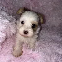 Diamond, a female Yorkshire Terrier for sale in Morrisville, PA – Photo 10 of 10