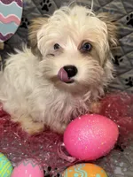 Diamond, a female Yorkshire Terrier for sale in Morrisville, PA – Photo 3 of 10