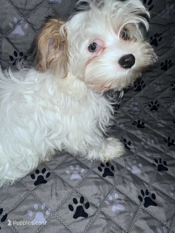 Diamond – Yorkshire Terrier puppy for sale in Morrisville, PA