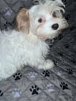 Diamond, a female Yorkshire Terrier for sale in Morrisville, PA – Photo 1 of 10