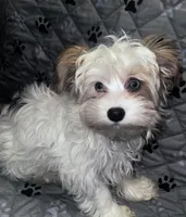 Diamond, a female Yorkshire Terrier for sale in Morrisville, PA – Photo 5 of 10