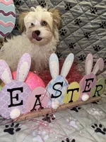 Diamond, a female Yorkshire Terrier for sale in Morrisville, PA – Photo 4 of 10